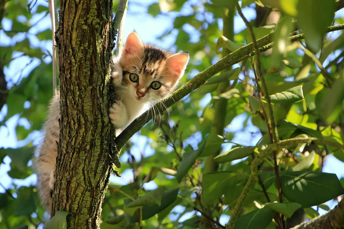 Can cats eat tuna - safety and risks guide