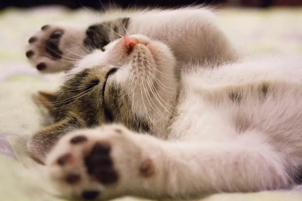 Can cats eat cheese - lactose intolerance and safe amounts guide