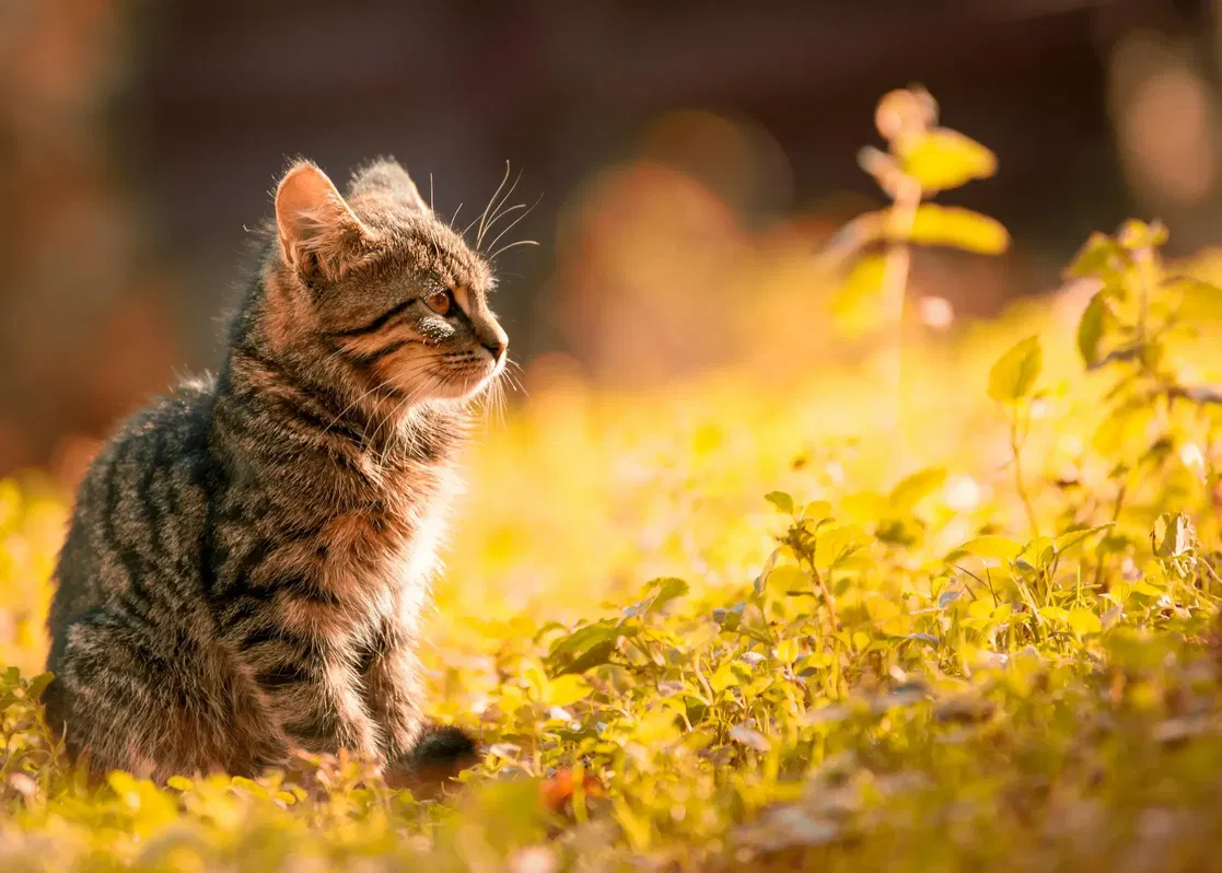 Can cats eat chicken - raw vs cooked safety guide