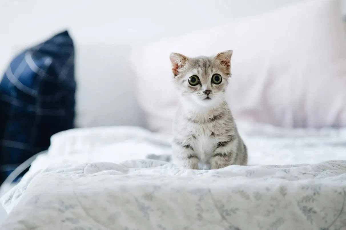 Can cats eat bread - safety and nutritional guide