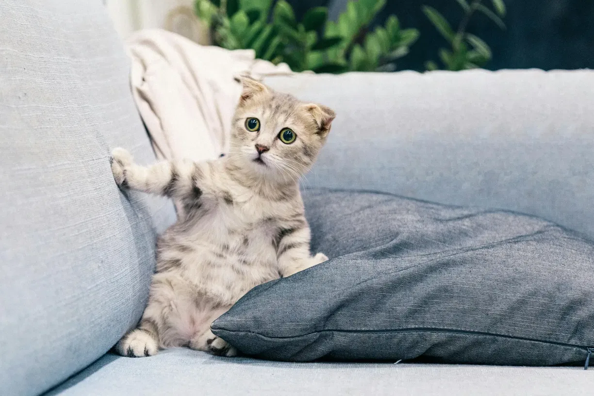Can cats eat peanut butter - risks and safety guide