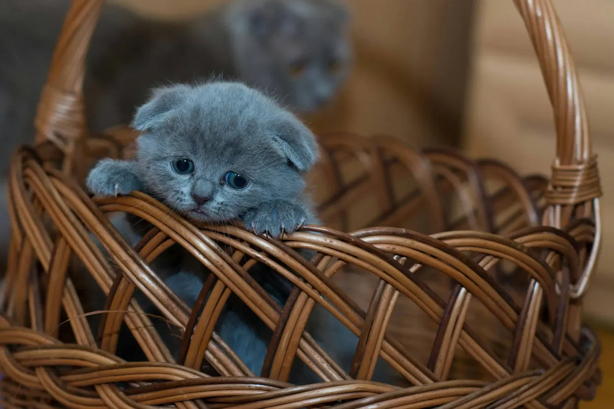 Can cats eat dog food - nutritional risks explained