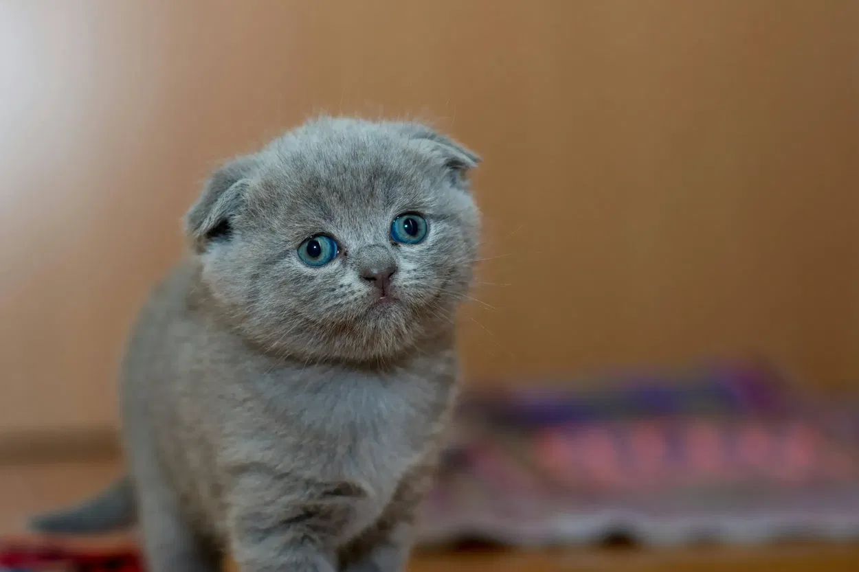 Can cats eat rice - nutrition guide