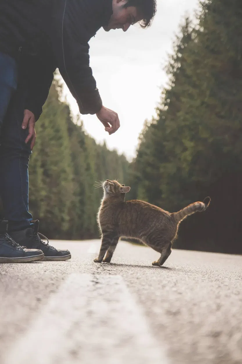 Why does my cat knead - the meaning of feline kneading behaviour