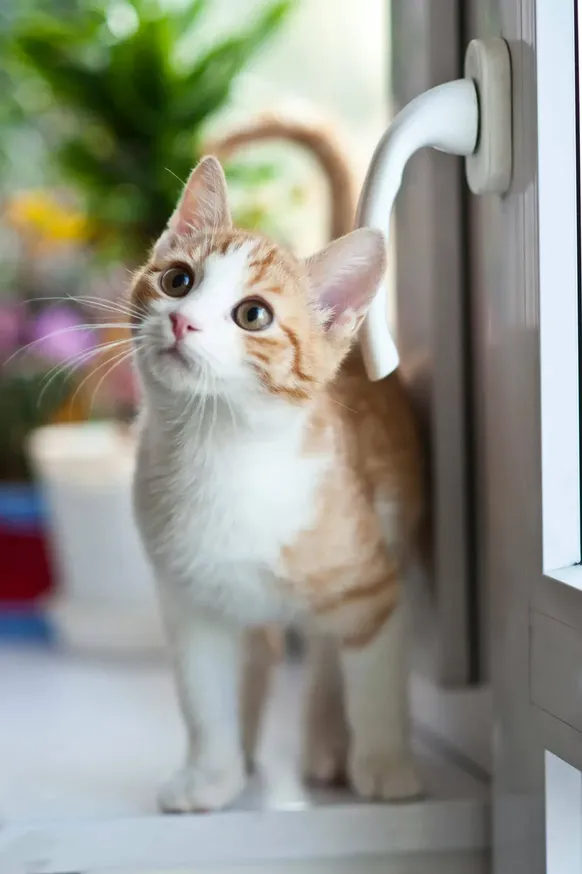Why does my cat stare at me - understanding feline eye contact