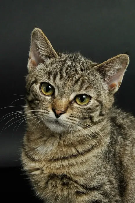 Why does my cat bite me gently - love bites and overstimulation explained