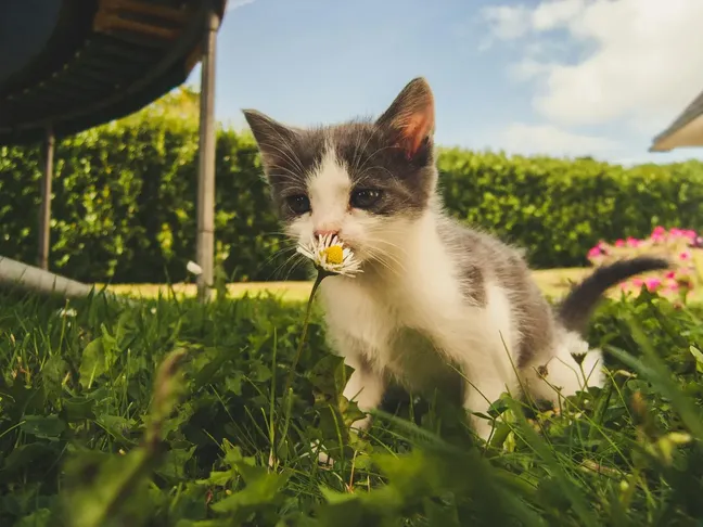 Why does my cat meow at night - causes and solutions for nocturnal cat vocalisation