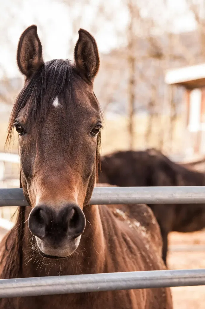 Horse Blanket Types Explained: Turnout, Stable and Cooler