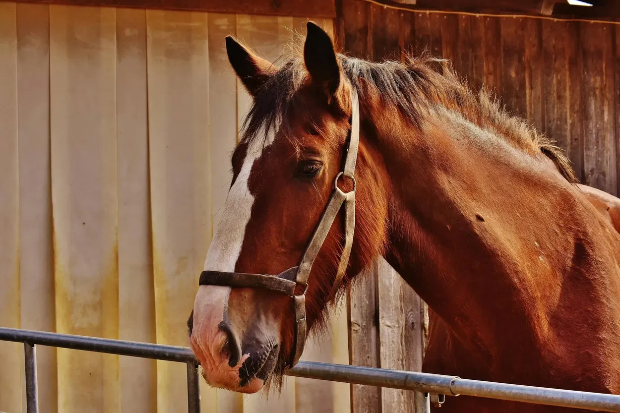 How to Treat a Horse Wound: First Aid Step-by-Step Guide