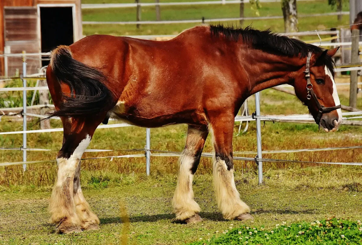 Buying vs Leasing a Horse: Which Is Right for You?