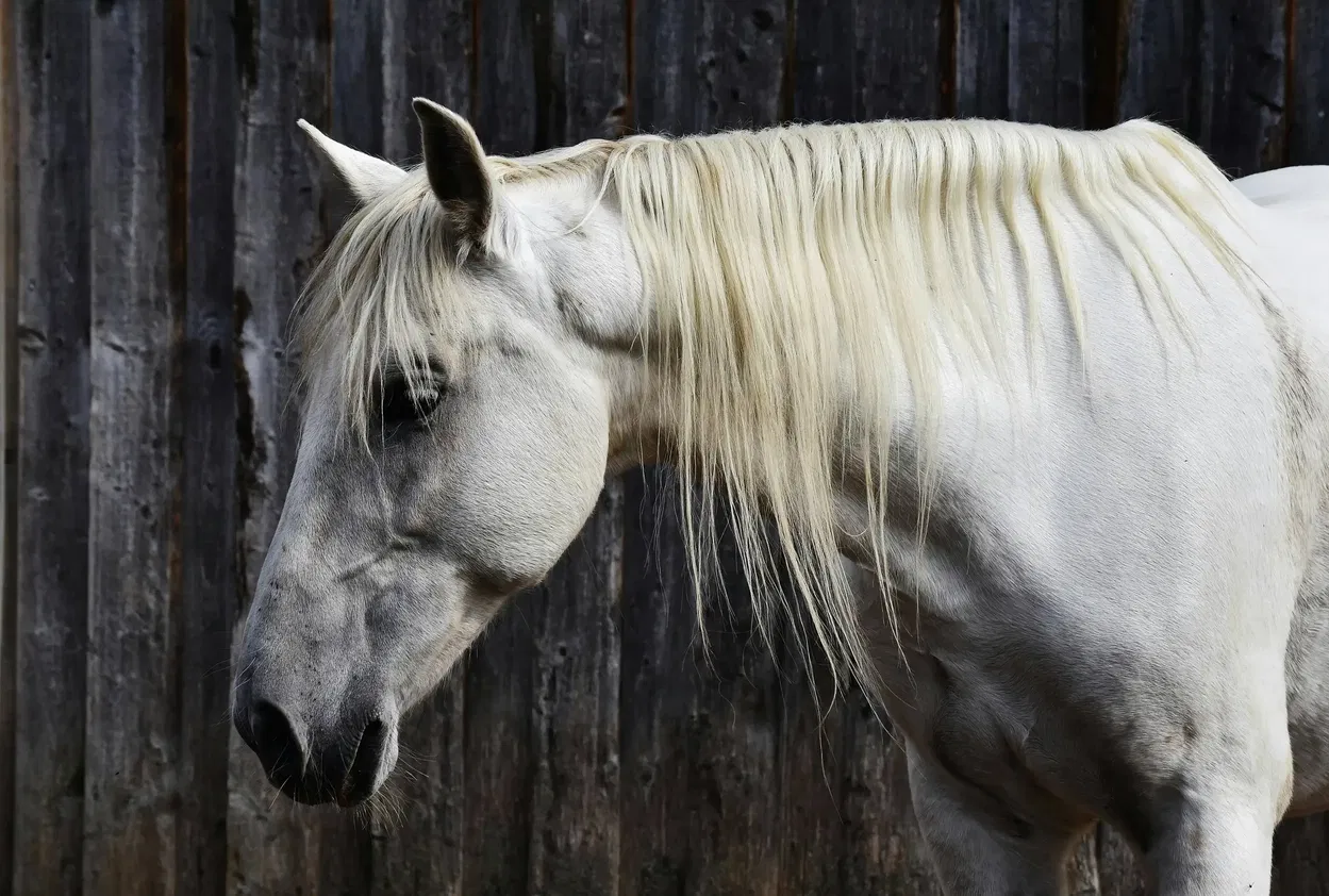 Horse electrolytes — when to give them, how to administer, and what they do
