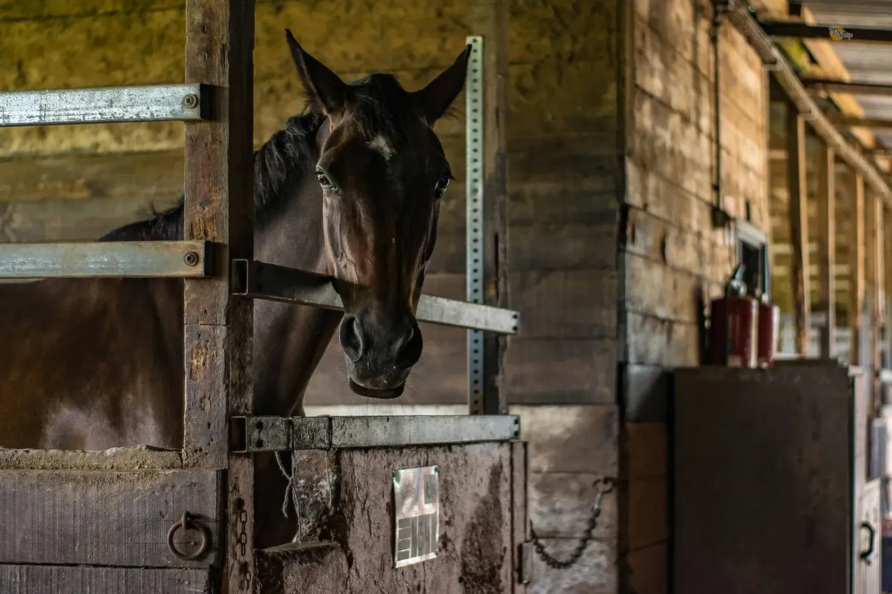 Equine chiropractor examining the back and spine of a horse during a chiropractic session