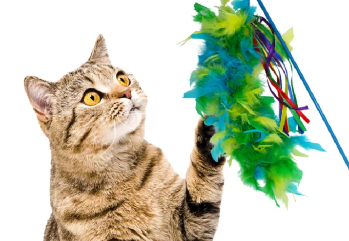 Feather-Wand-Toys-for-Cats