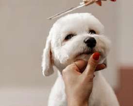 Grooming