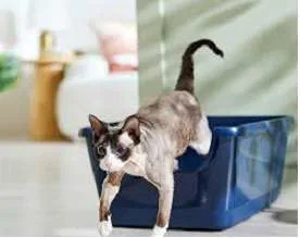 Frisco High Sided Cat Litter Box