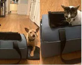 Away The Pet Carrier