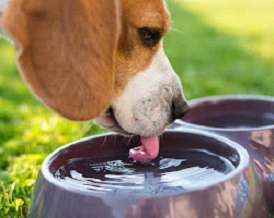 Fresh water