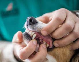 Dental care
