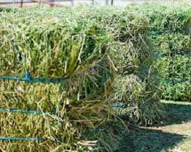 Alfalfa