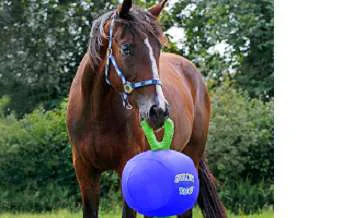 Balls horse toy