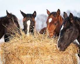 Hay