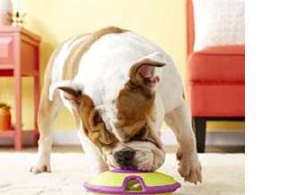 Interactive Dog Toy