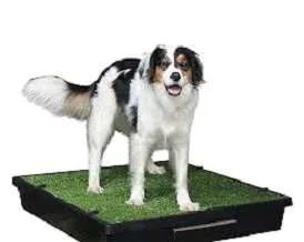 Pet Loo Portable Dog Potty for dogs