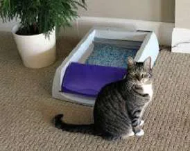 PetSafe ScoopFree Self-Cleaning