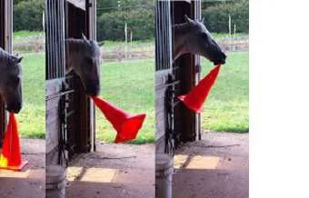 Traffic Cones horse toy