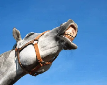 Equine Toothbrush and Paste