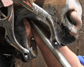 Equine Dental Pick
