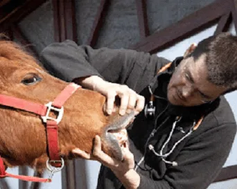 Equine Water Flosser
