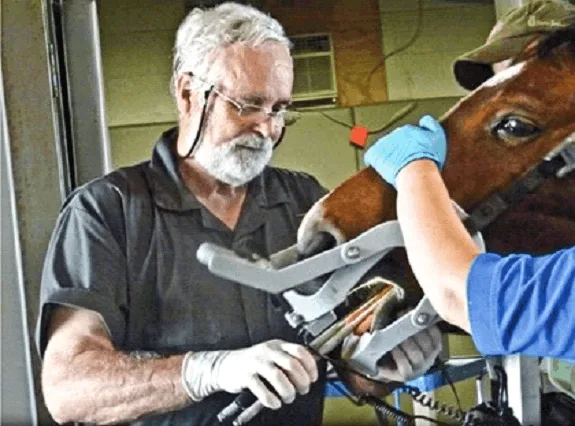 Equine Dental Sticks