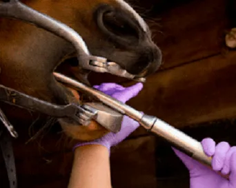 Equine Dental Bits