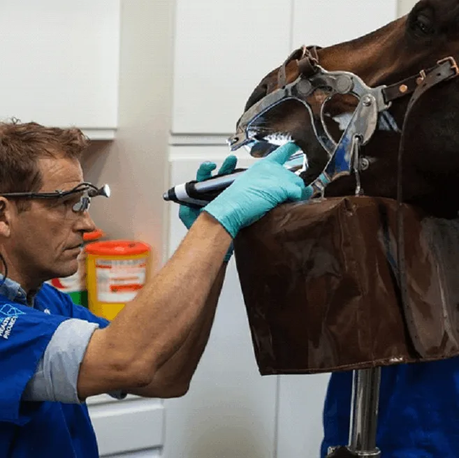 Equine Dental Floats