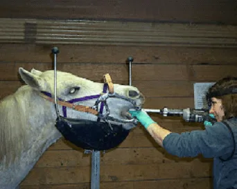 Equine Dental Rasp