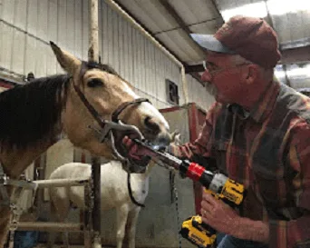Equine Dental Exam