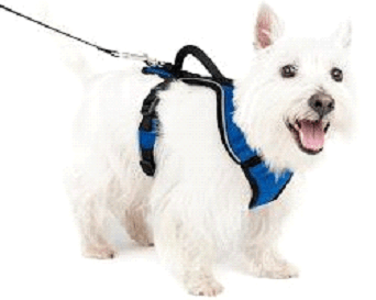 Back-clip harnesses