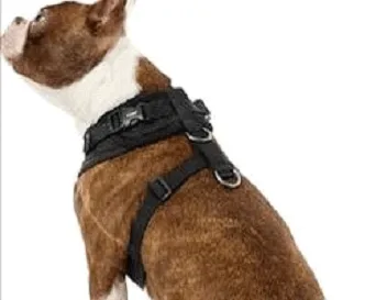 Puppia Back Clip Harness