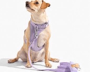 Wild One Harness