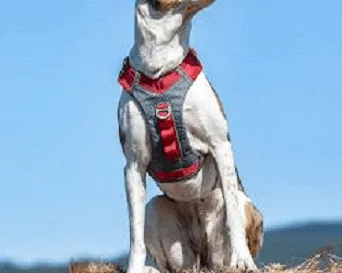 Kurgo Journey Air Harness