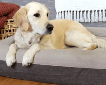 Casper Dog Bed