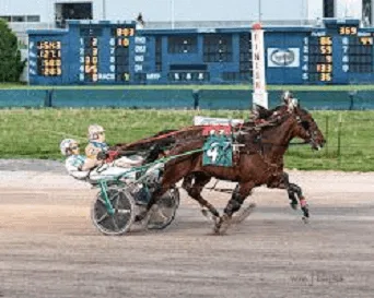 Connolly Harness Co. Full-Neck Driving Harness