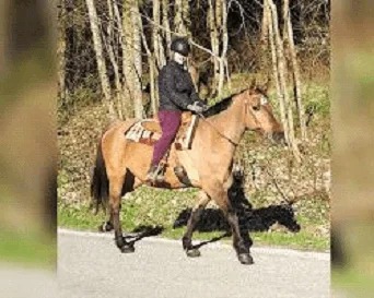 Buckskin Dream Driving Harness