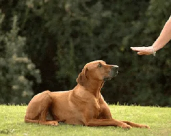 Dog training to stay