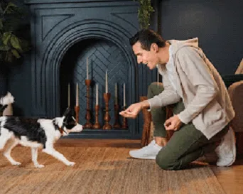 Dog training to follow