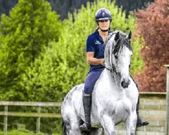 Freeman Saddlery Full-Neck Driving Harness