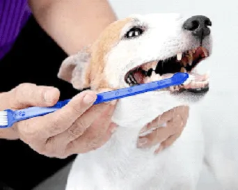 Wobble Wag GUM Buddy Finger Toothbrush